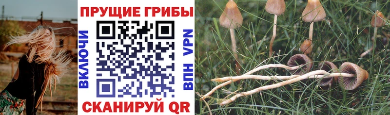 Псилоцибиновые грибы Magic Shrooms  Купить закладки  Карпинск 